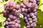 Pinot Gris